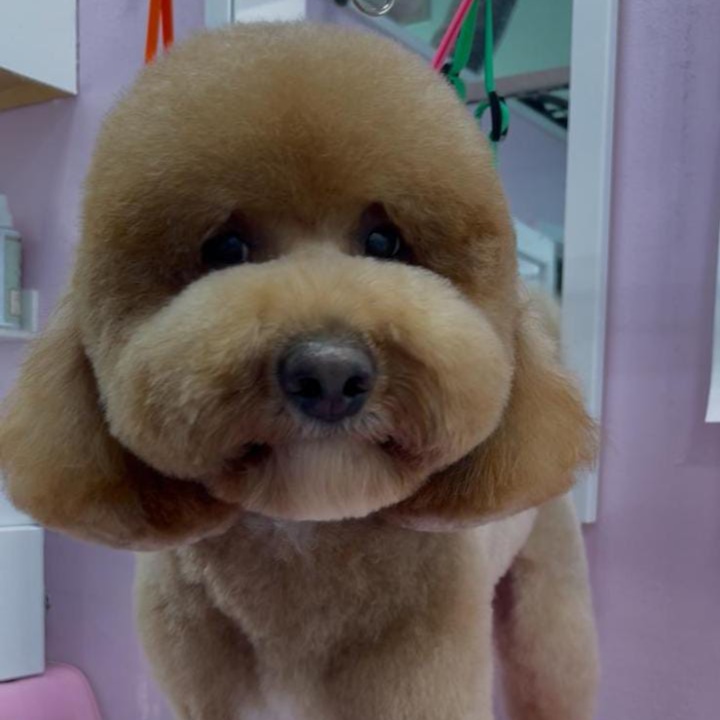 Small/Medium Doggy Full Haircut at Dog grooming by loreena and spa in Charlotte, NC