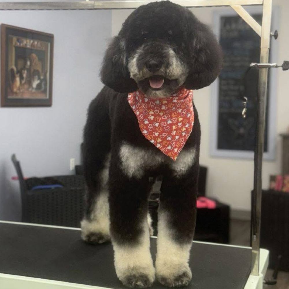 LARGE-Clip Down (50-80lb)✂️ at Fur North Pet Spa in Minnesota, MN