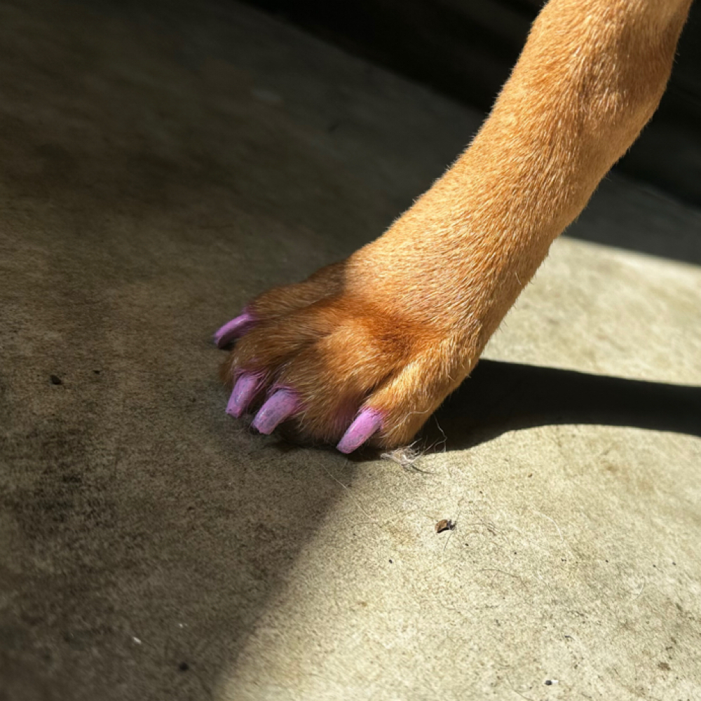 Nail Polish at Spooky Snoots Pet Grooming in Silver lake, IN