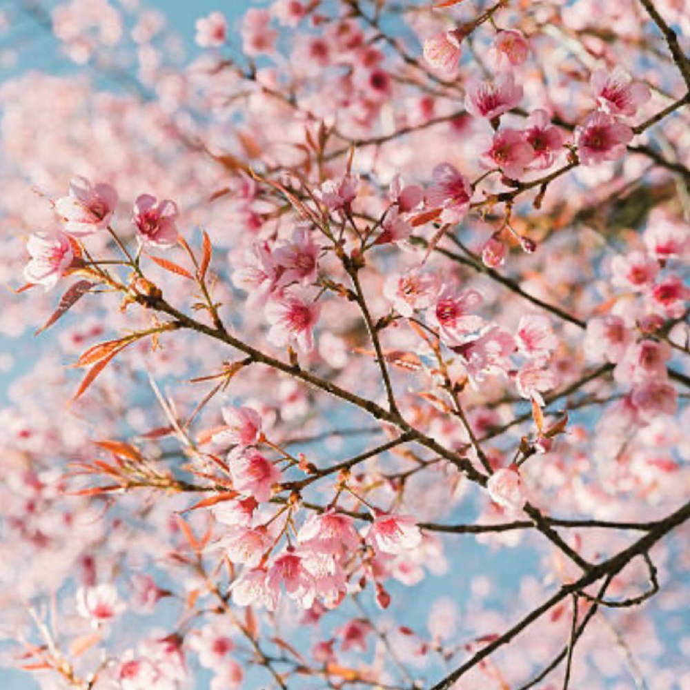 Spring Specials: Lip Filler at Alira Aesthetics in Mcallen, TX