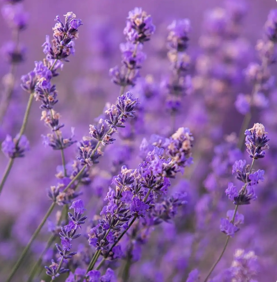 Lavender Steam Scalp Massage