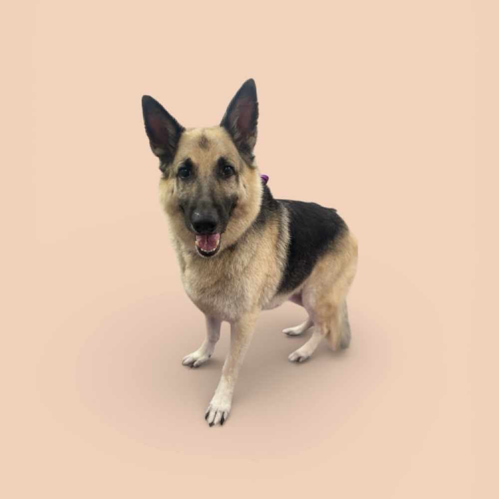 50-69lbs Long or Double Coat Baths at The Pet BOOtique in Carrollton, TX