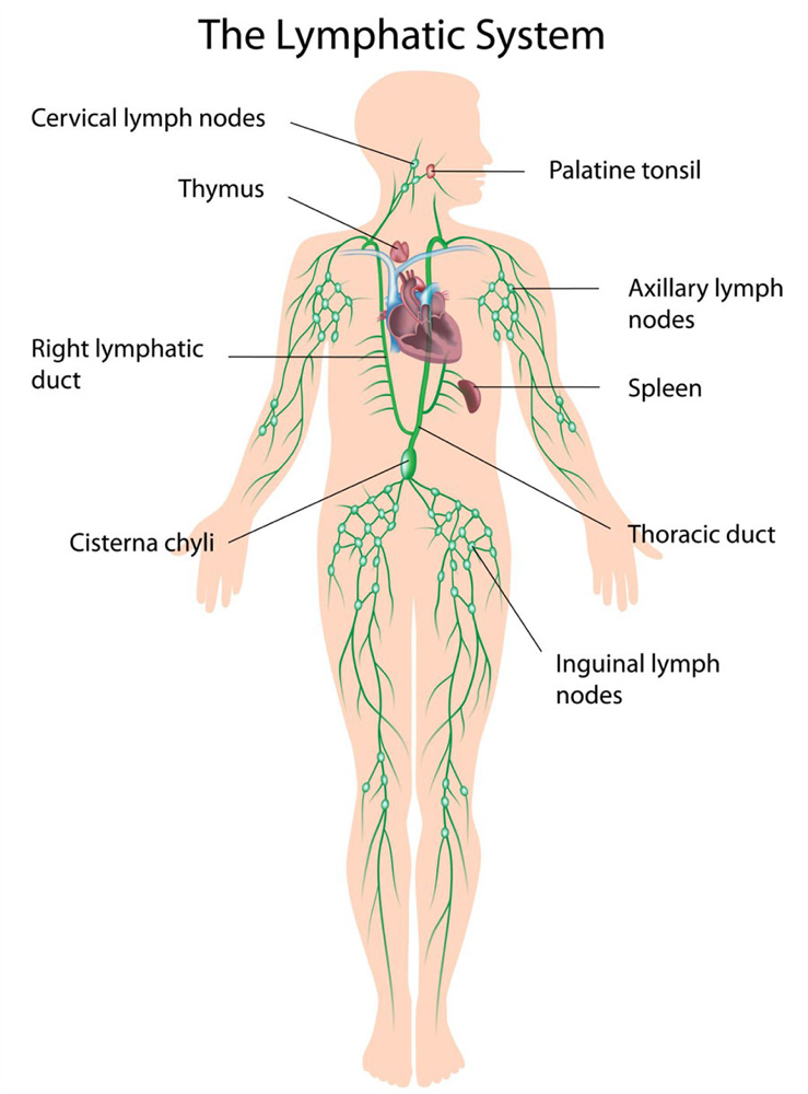 Manual Lymphatic Drainage (MLD)