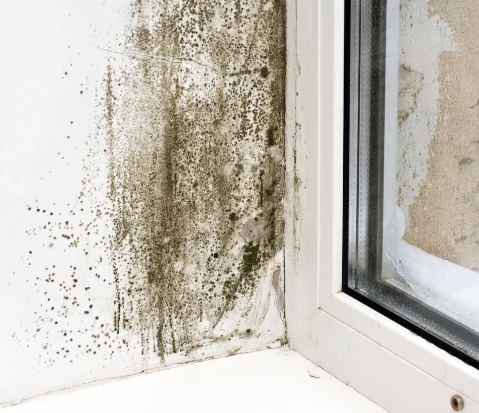 Toxic Mold Consult