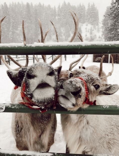 Men’s Winter Scalp Revival☃️❄️
