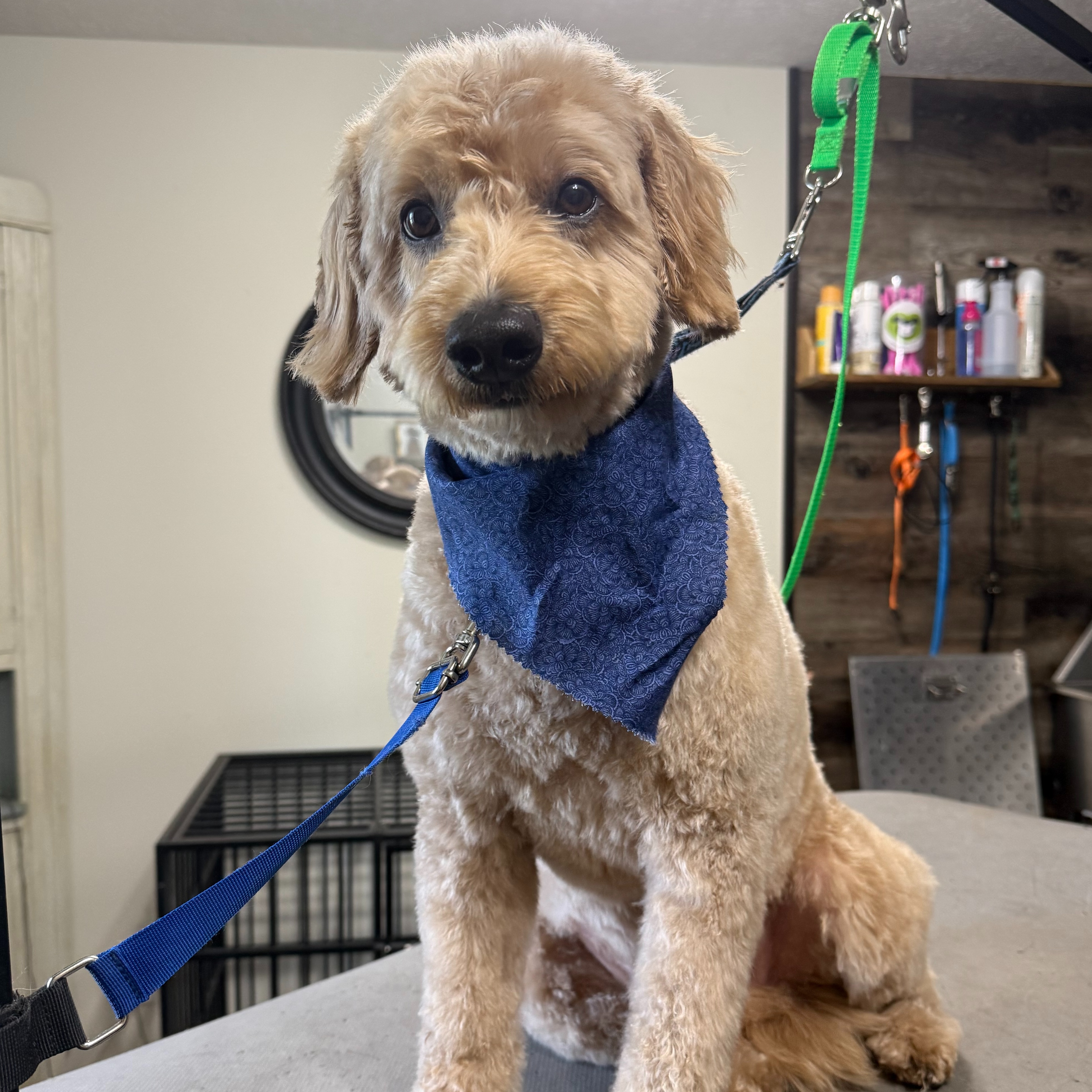 Mini Doodle/Poodle at Simply Pampered in Attica, IN
