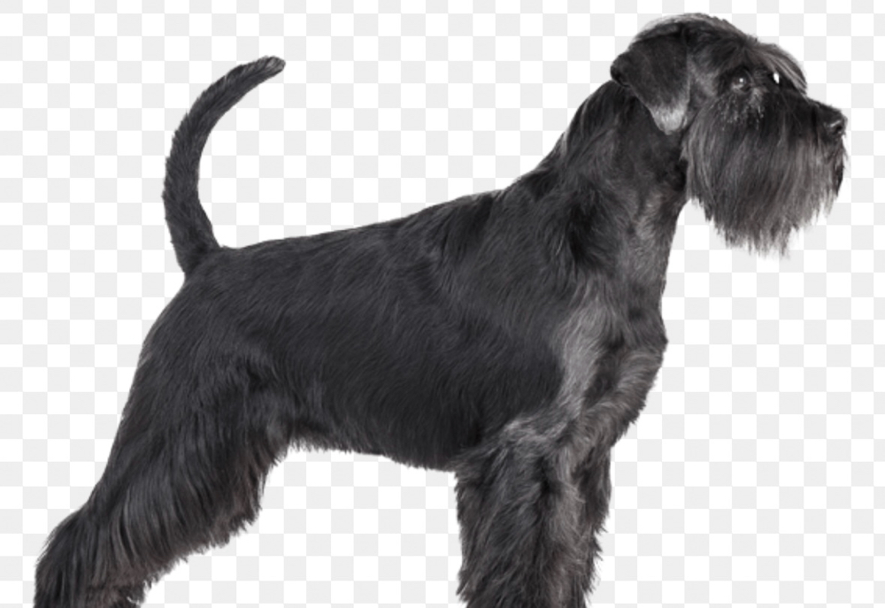 Standard Schnauzer Full Groom