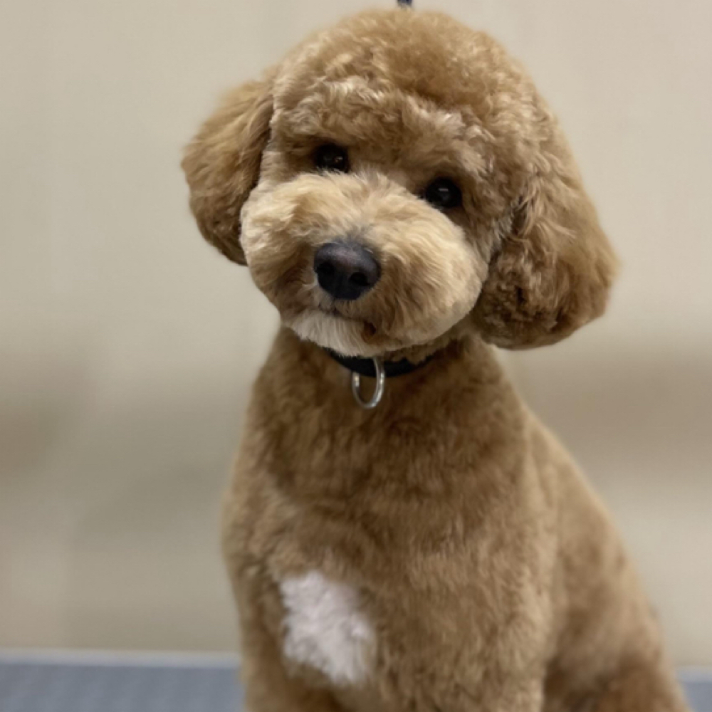 Mini Groom at Pupz By Dro - Private Dog Grooming in Houston, TX