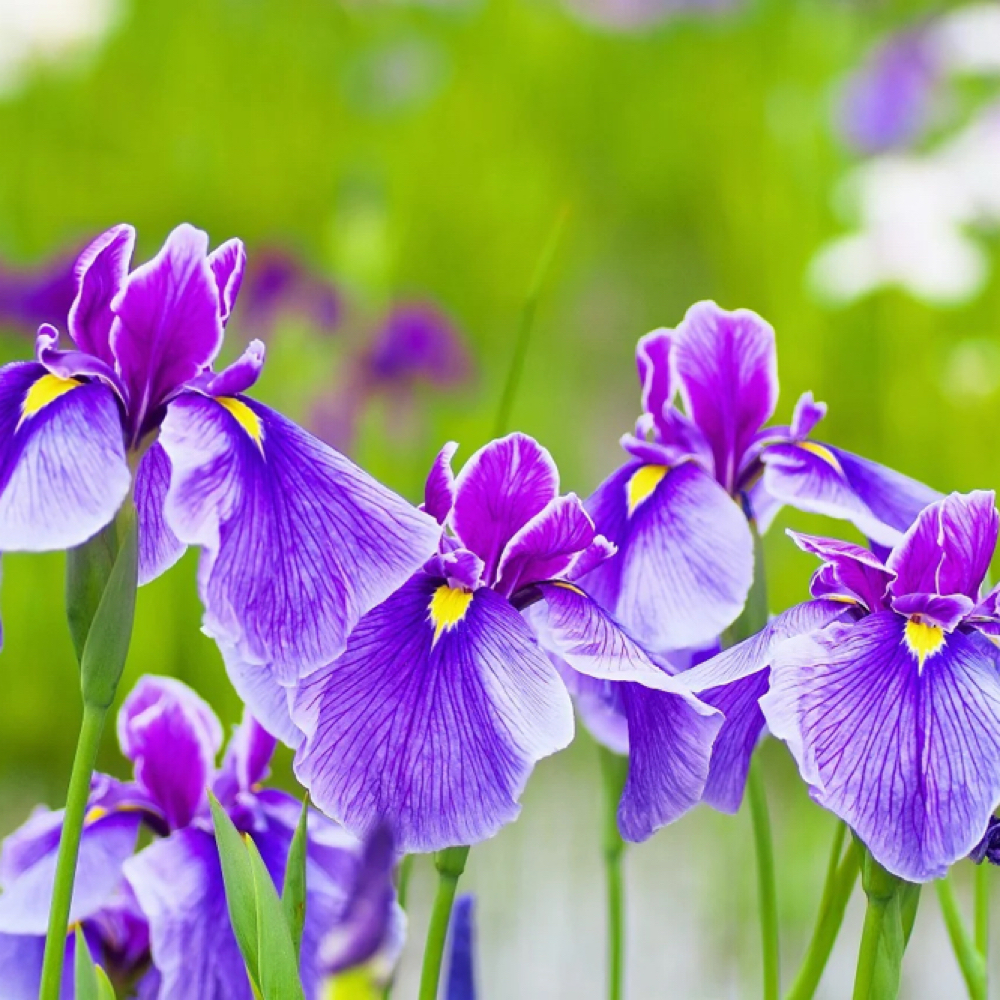 The Iris signature Ritual at The Iris Room in Tennessee, TN