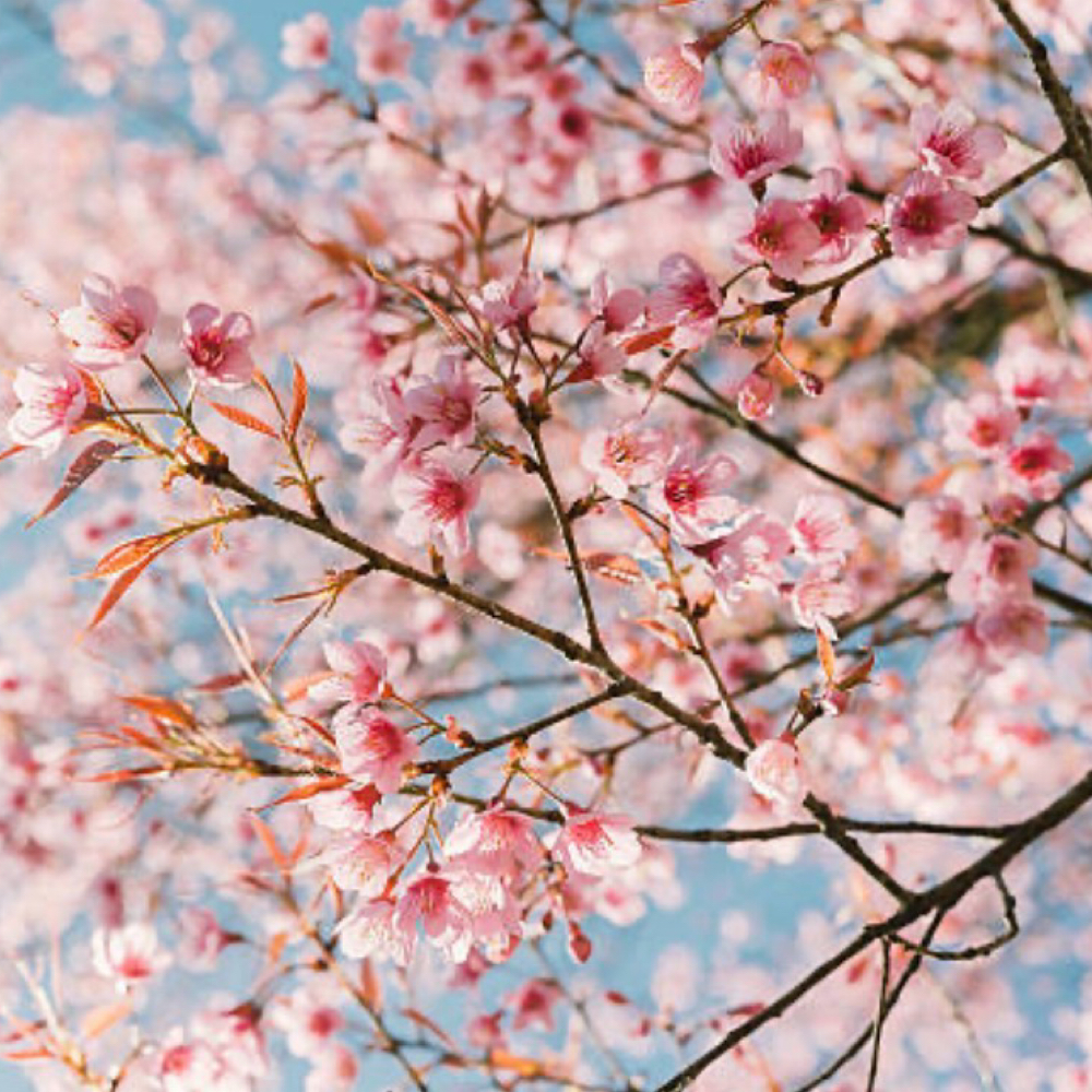 Spring Specials: BioRePeel at Alira Aesthetics in Mcallen, TX