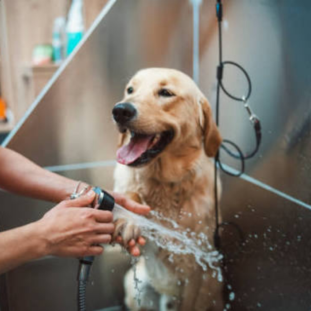 Xl Dog Bath (89+) at Pitzer’s Paws Grooming in Live Oak, FL