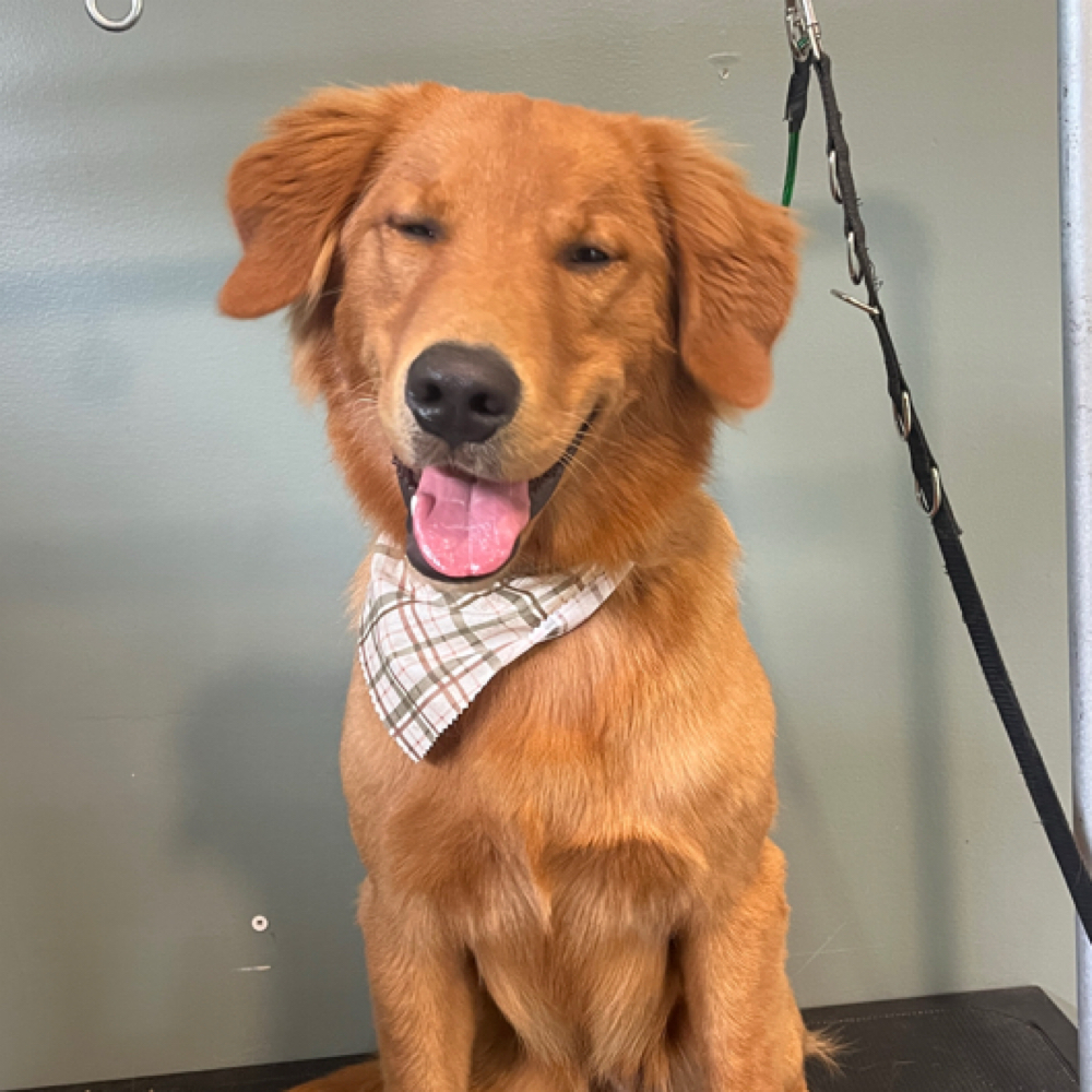 Neat & Tidy Trim at Crazy Daisy Dog Grooming in Lake Odessa, MI