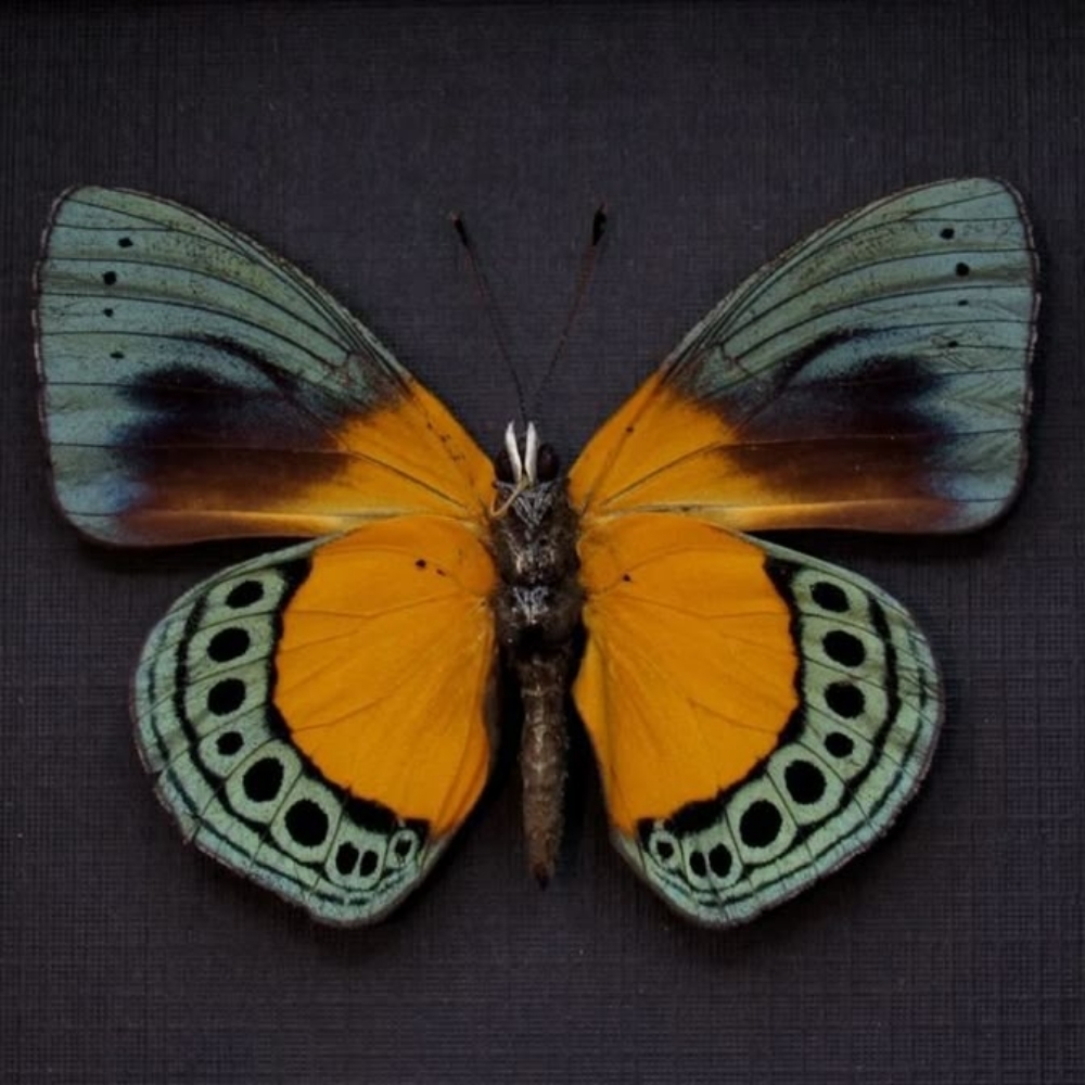 Asterope buckleyi at Spectrum Ink Tattoo Studio in Mount Vernon, WA