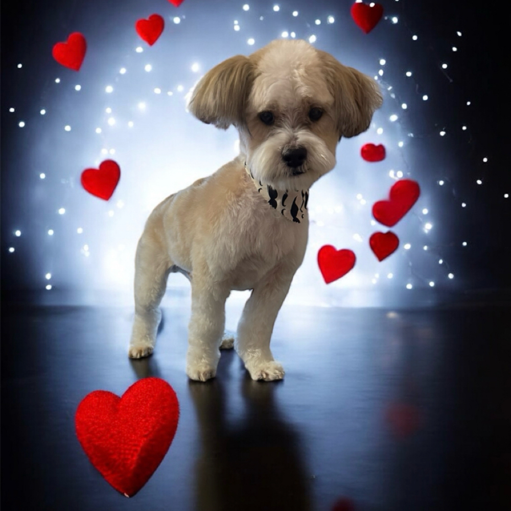 Small Dog Grooming Package at The Paw Spa in Wallins Creek, KY