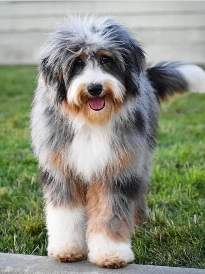 Aussiedoodle Full Groom