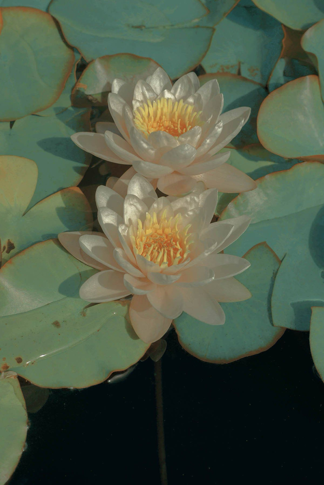 Legs (Half) at BÄRESOUL in Mechanicsburg, PA