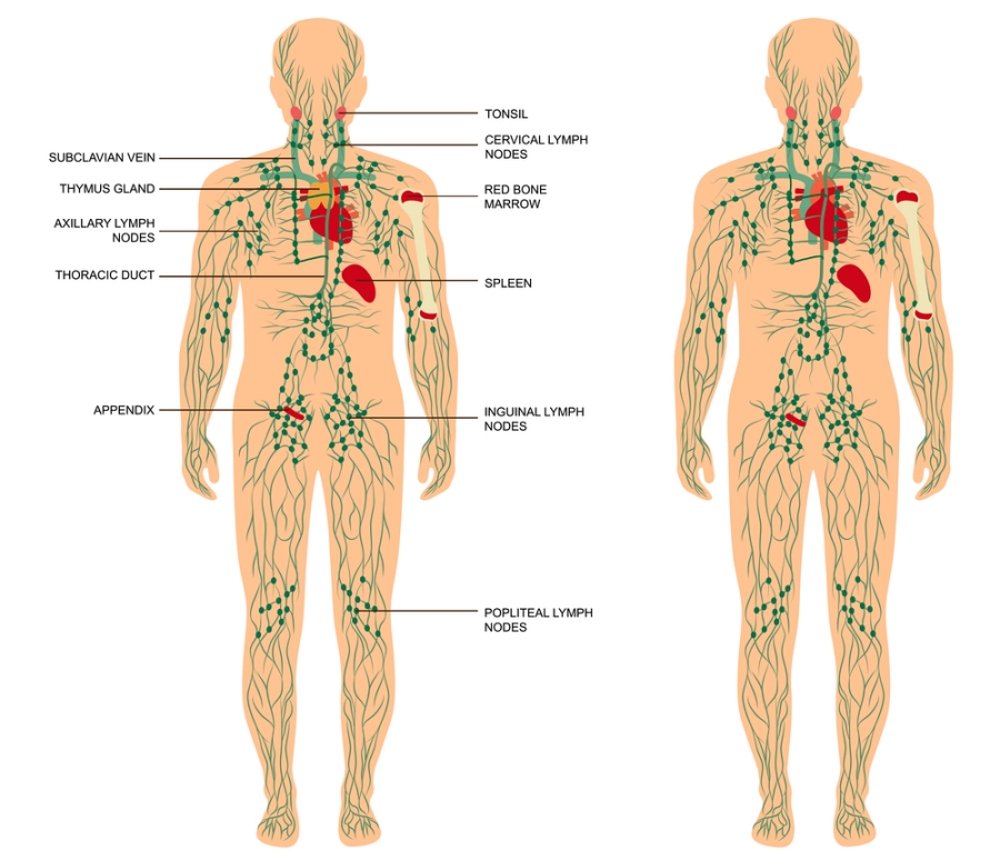 Lymphatic/Post Op at Angel Body Aesthetics in Columbia, MD