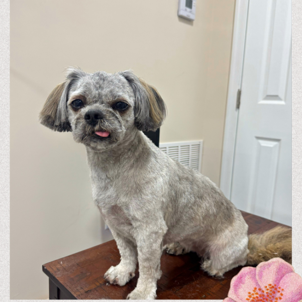 X-Small Bath & Full Haircut Package at Pawtique grooming in Glenn Dale, MD