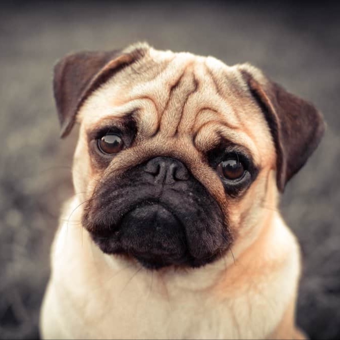 Pug BBN at The Groom Room in Hope Mills, NC