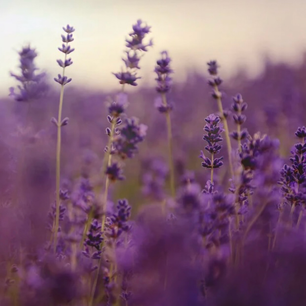 Wildflower Hair Spa at Zehn Beauty Bar| Hair • Skin • Spa in Slidell, LA