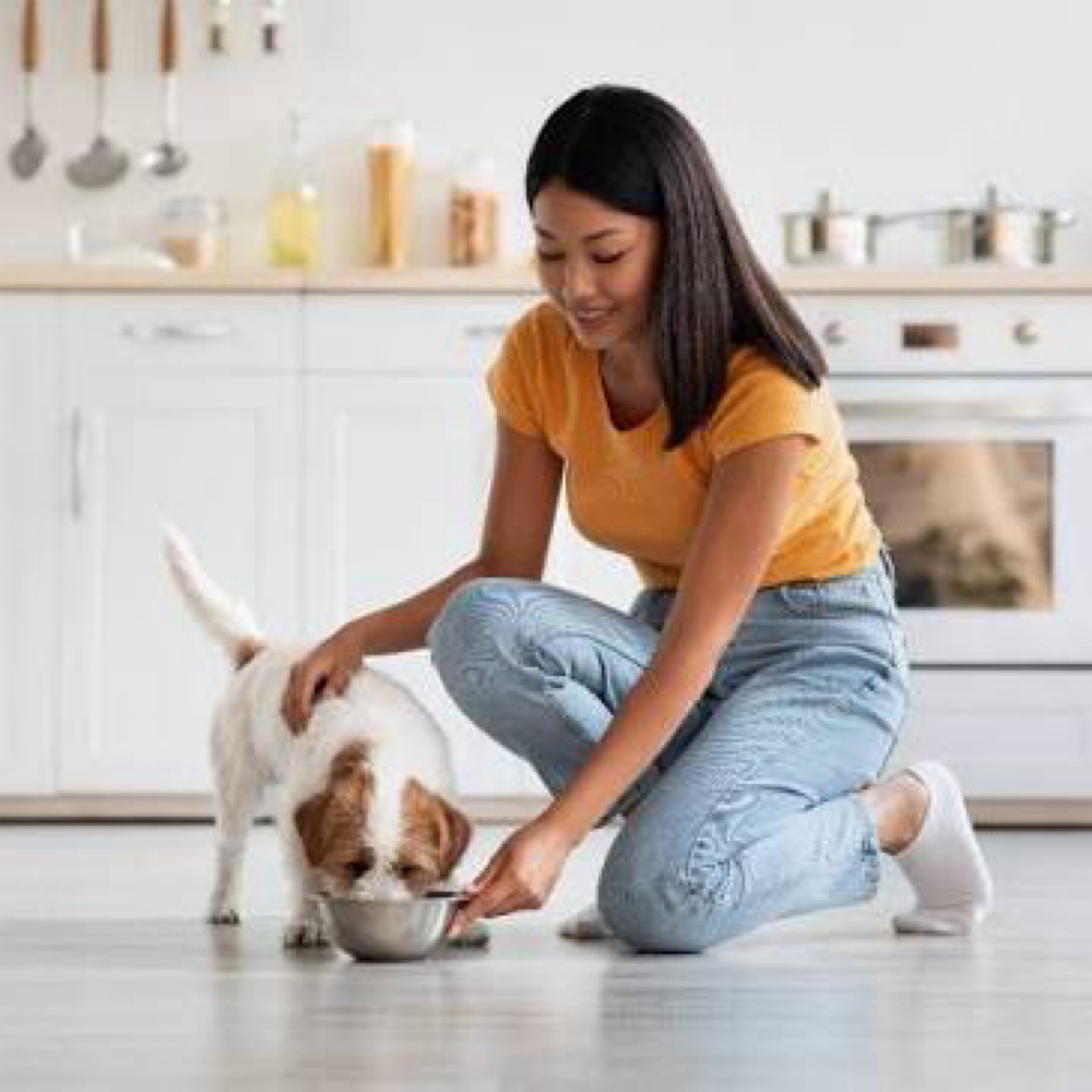 Add- On Dog Sitting Or Feeding at JASSY MULTISERVICES LLC in Florida City, FL