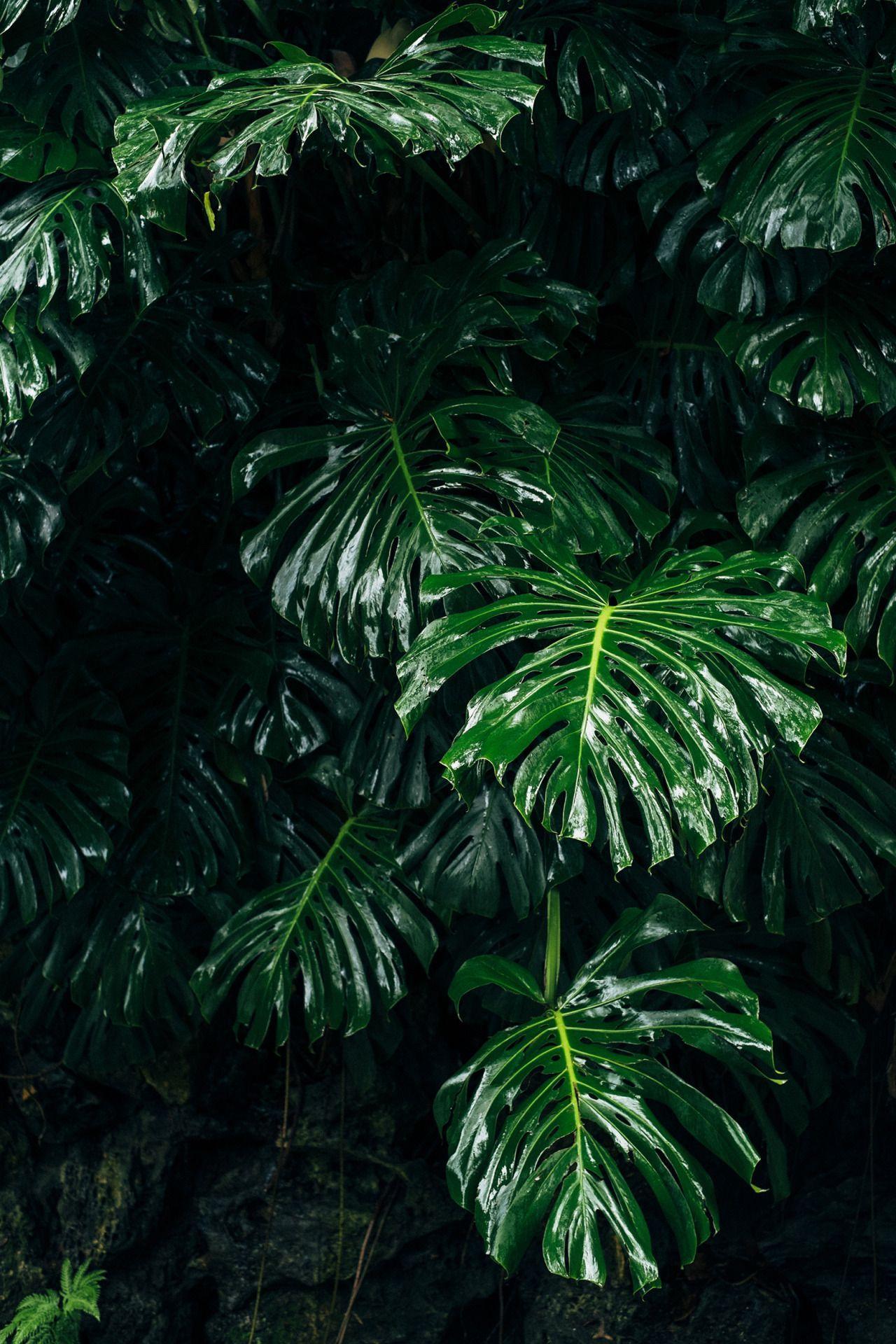 Transformation Haircut