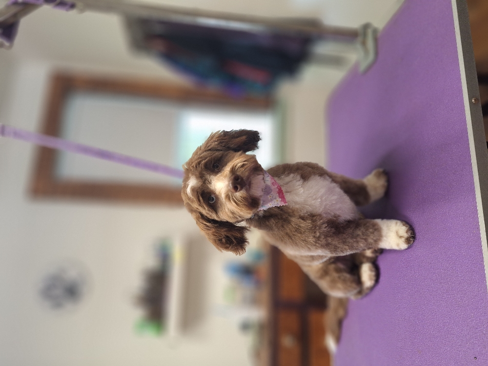 Medium Full Groom