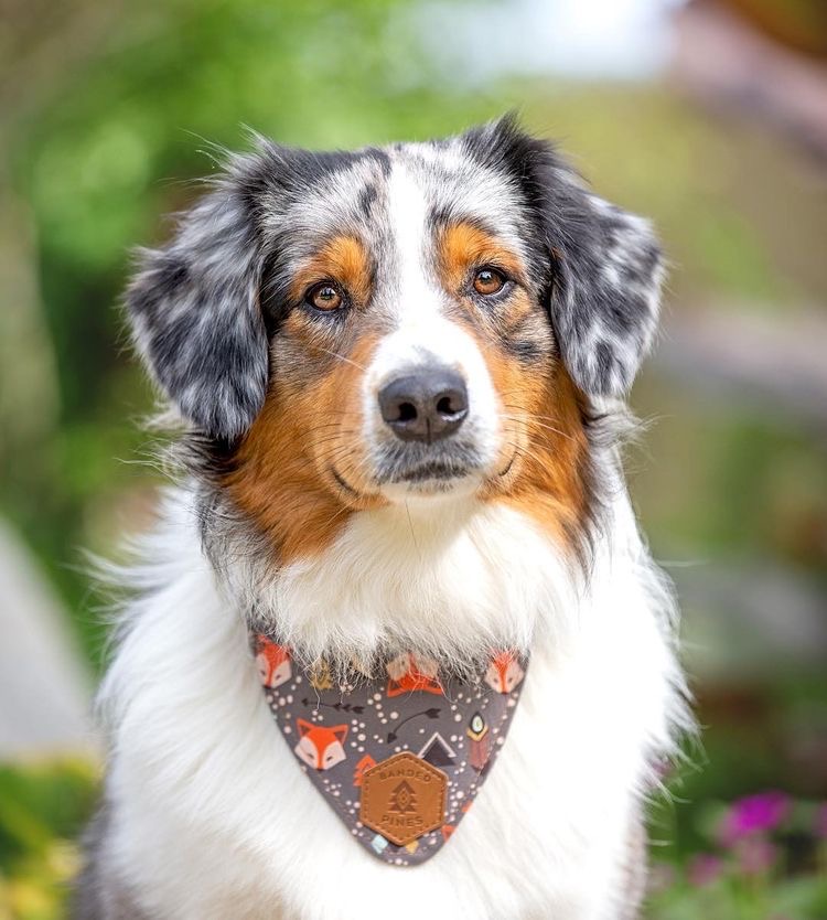 Australian Shepherd - Bath & Fluff