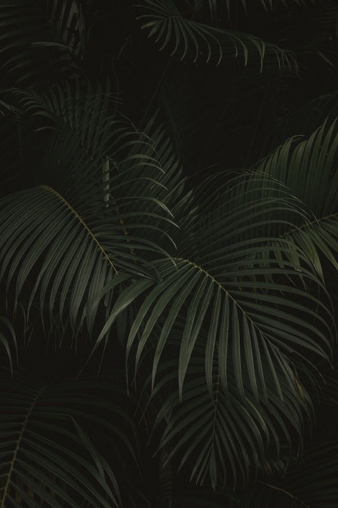 Root Retouch