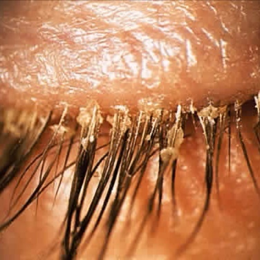 Lash Bath at Foreign lashes By Lynn in GREENSBORO, NC