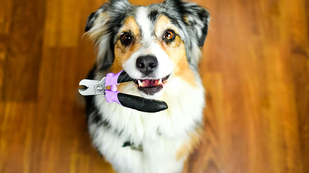 Dog Nail Trim🐶 at Fur North Pet Spa in Minnesota, MN