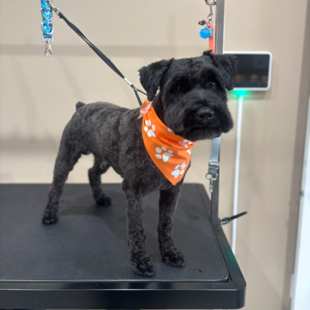 Apprentice full groom at The fluffy pet studio in mooresville, IN