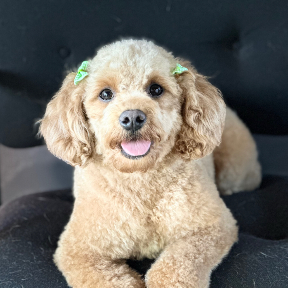 Full Groom at Spooky Snoots Pet Grooming in Silver lake, IN