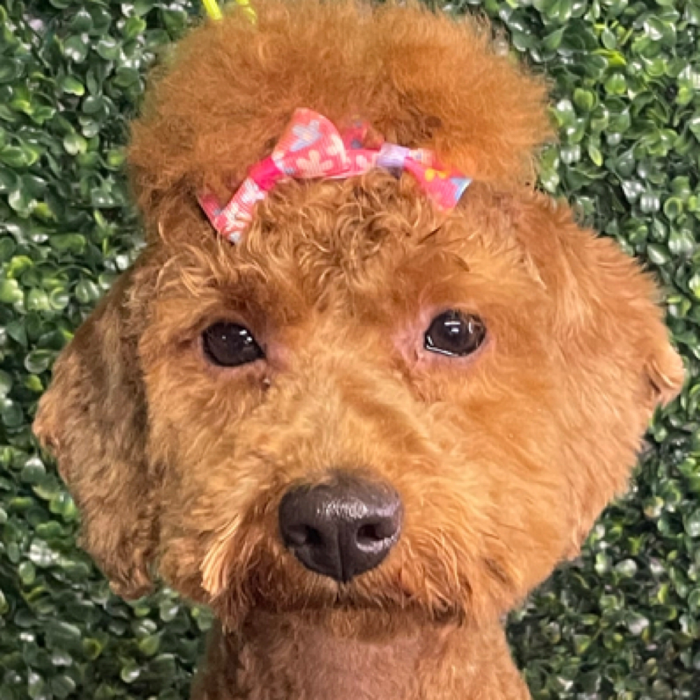 Face Cut Only at Angels Touch Doggy Salon in Milwaukee, WI