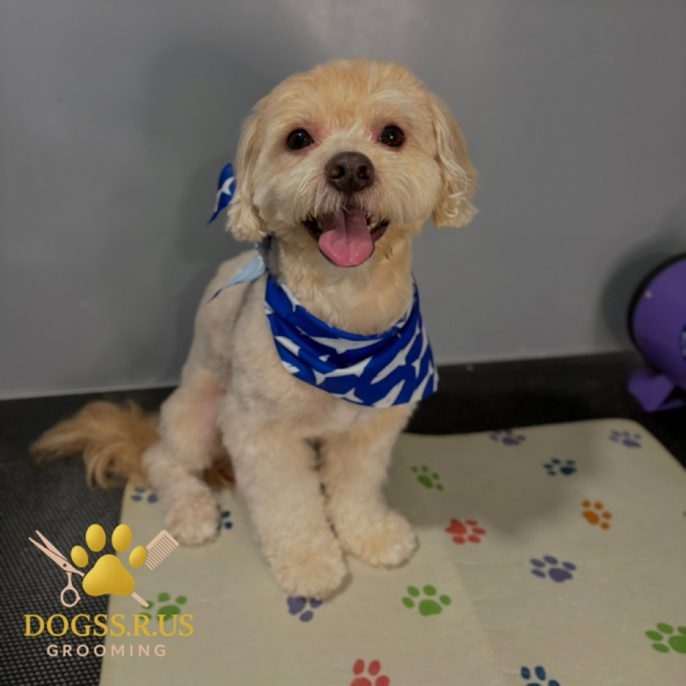 Full Groom at DOGSS.R.US in Lawrence, MA