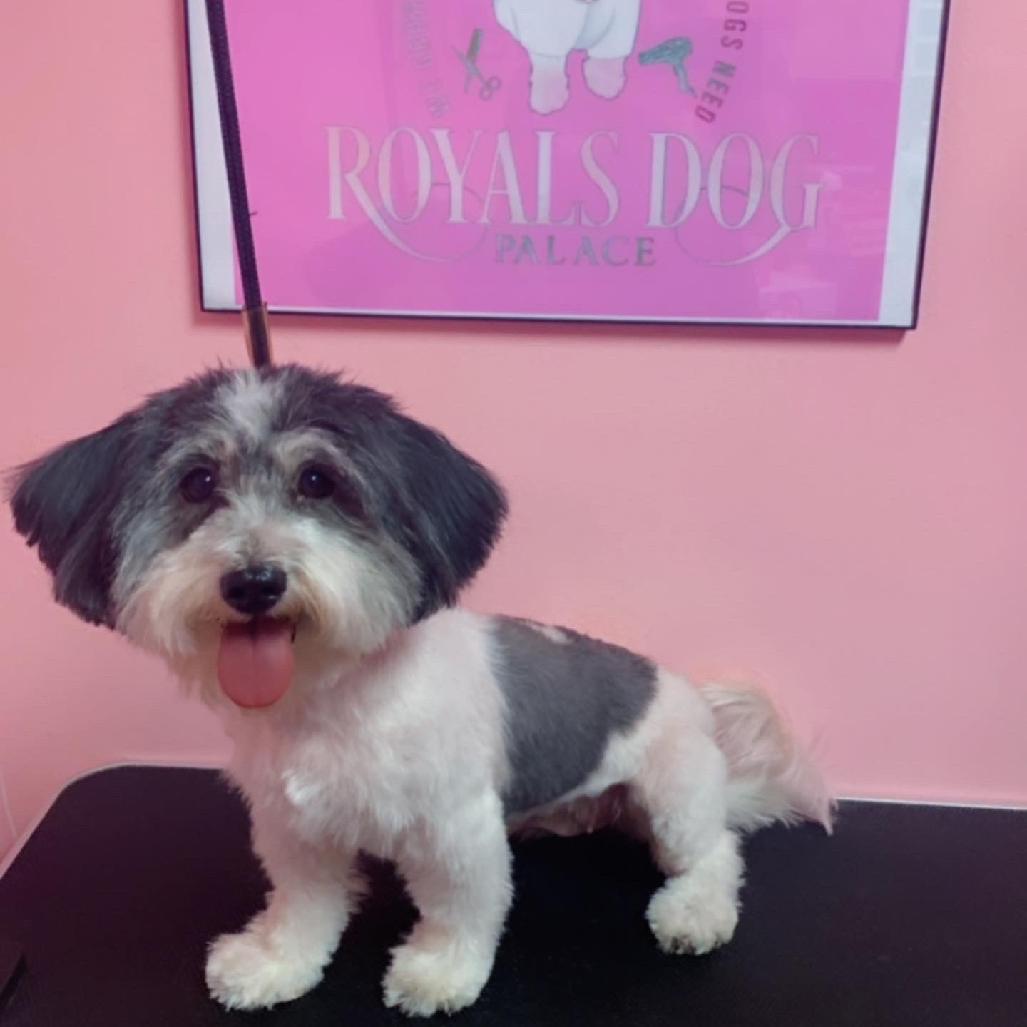 Deluxe Groom Package at Royals Dog Palace in Milwaukee, WI