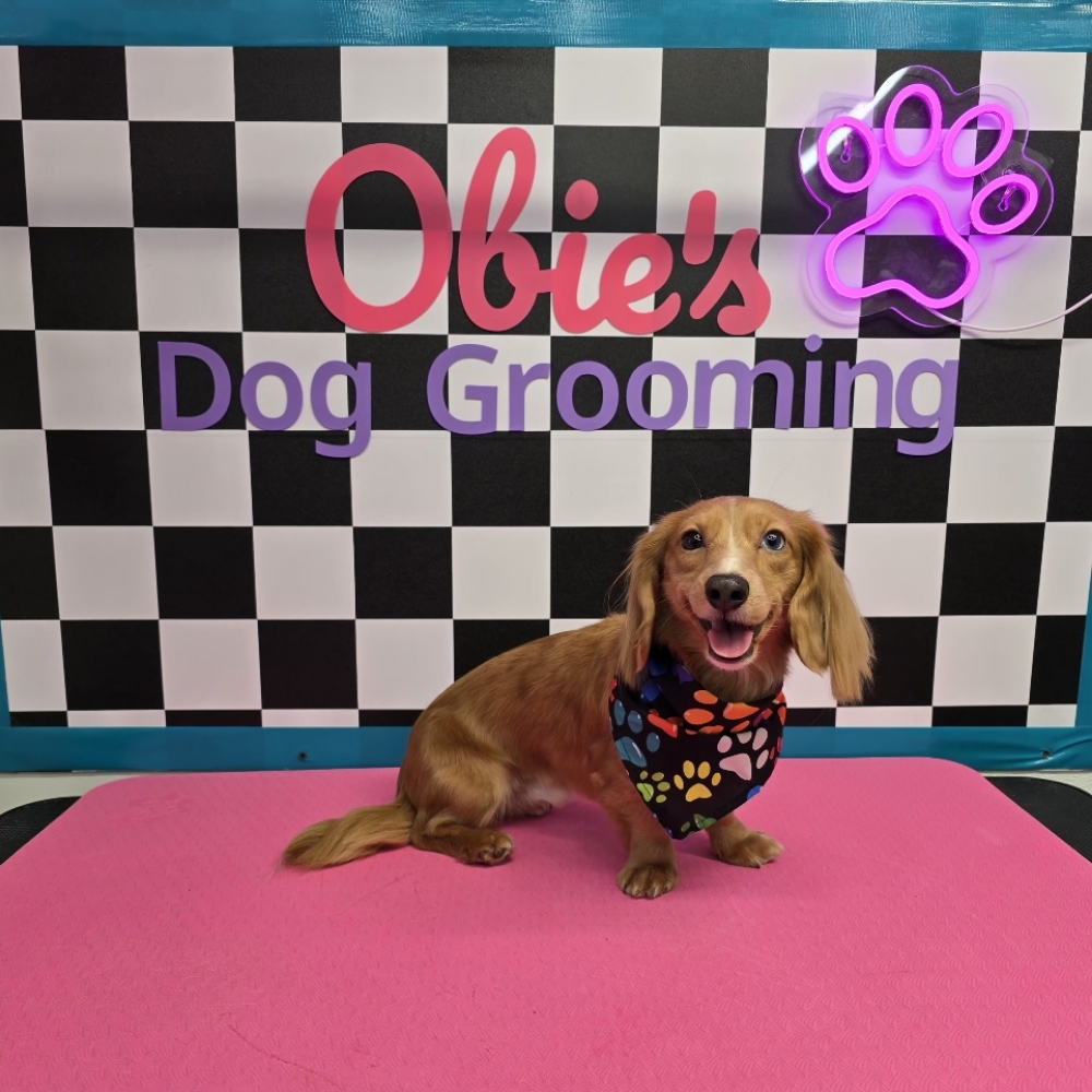 Tidy Up Trim (0-20 lbs) at Obie's Dog Grooming in Monahans, TX