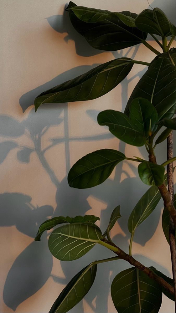European Botanical Facial