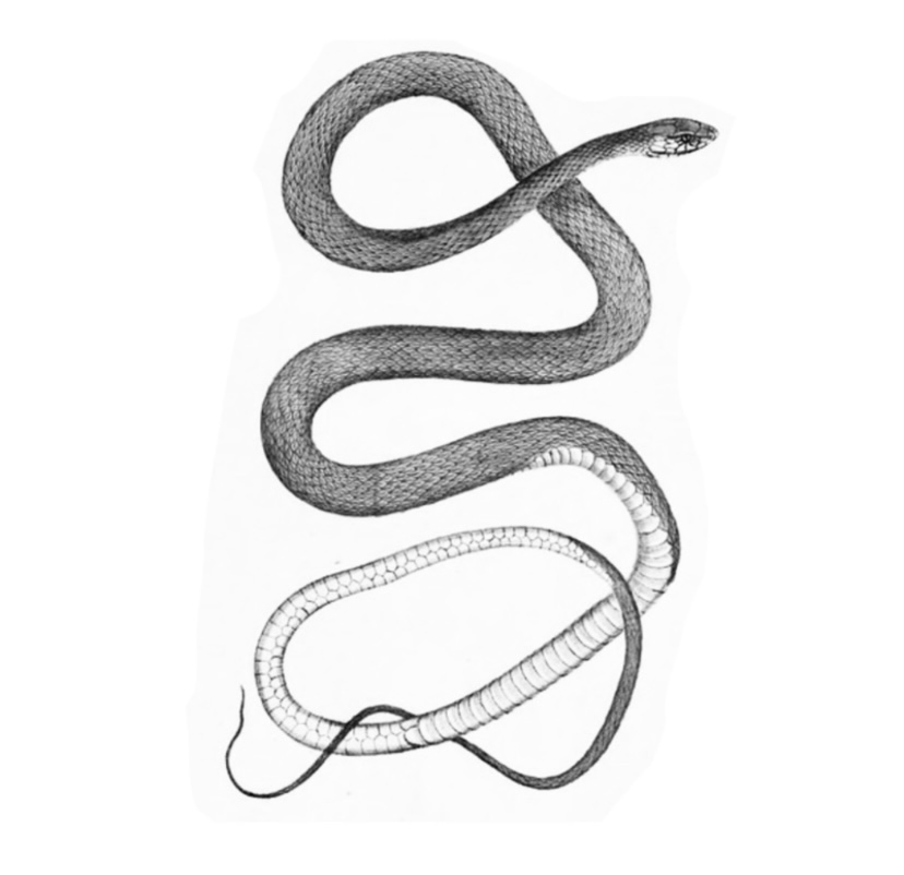 Snake 1