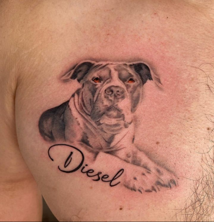 Pet Portrait