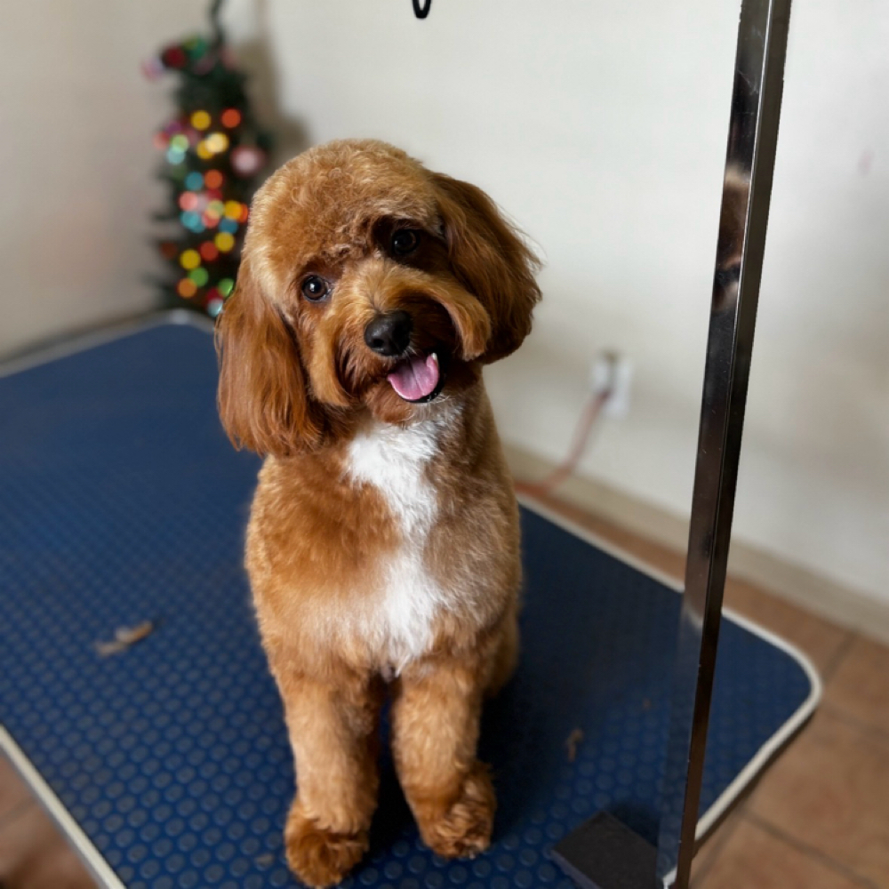 Plush Package at Pupz By Dro - Private Dog Grooming in Houston, TX