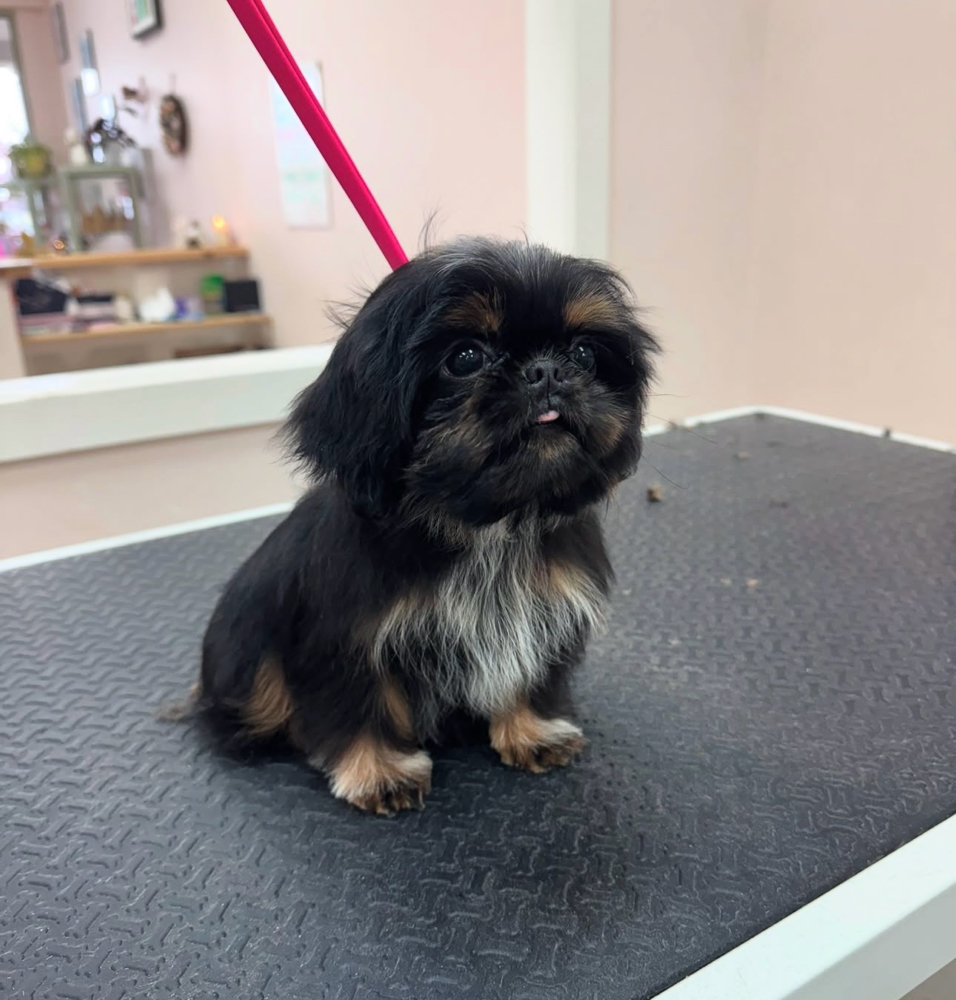 Puppy’s First Groom