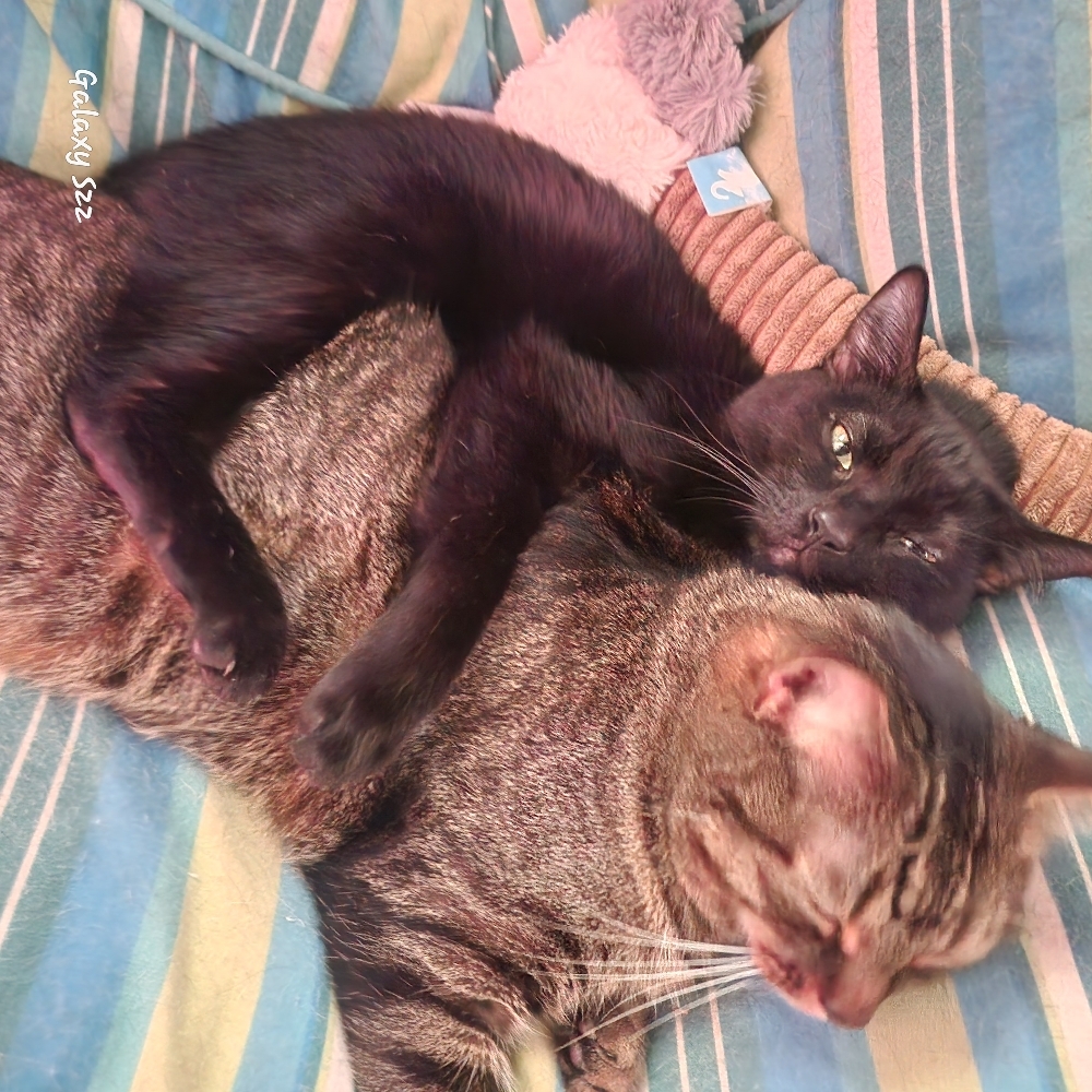 Kitty Slumber Party at The Dog Mom Pet Services in Lusby, MD