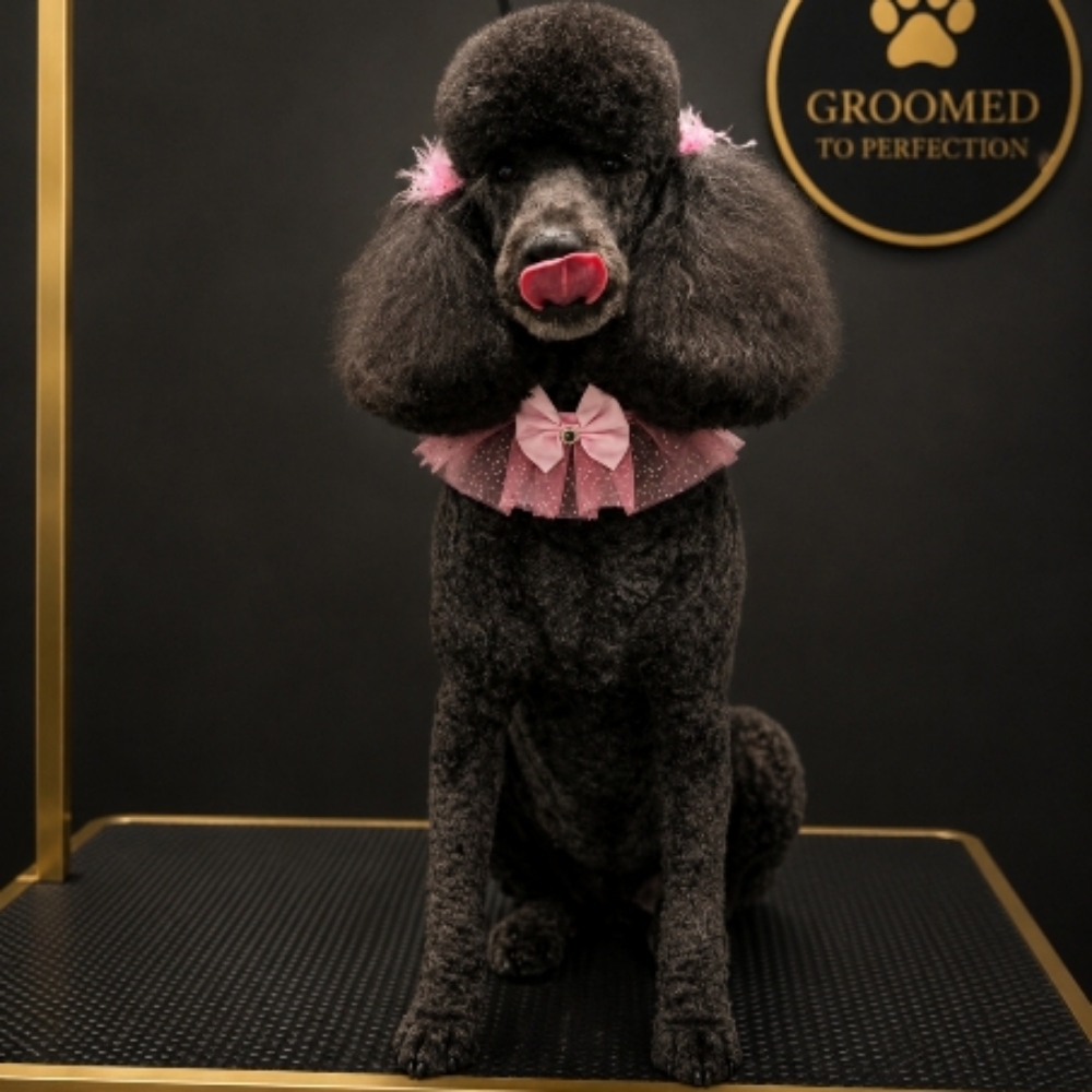 Doodle/Poodle Mix Bath & Haircuts at Groomed and Gilded