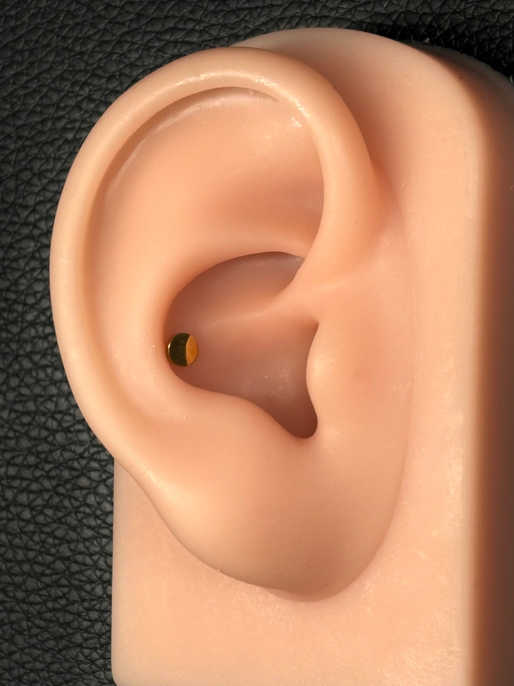 Conch at Anthem Piercing & Tattoo in North Salt Lake, UT
