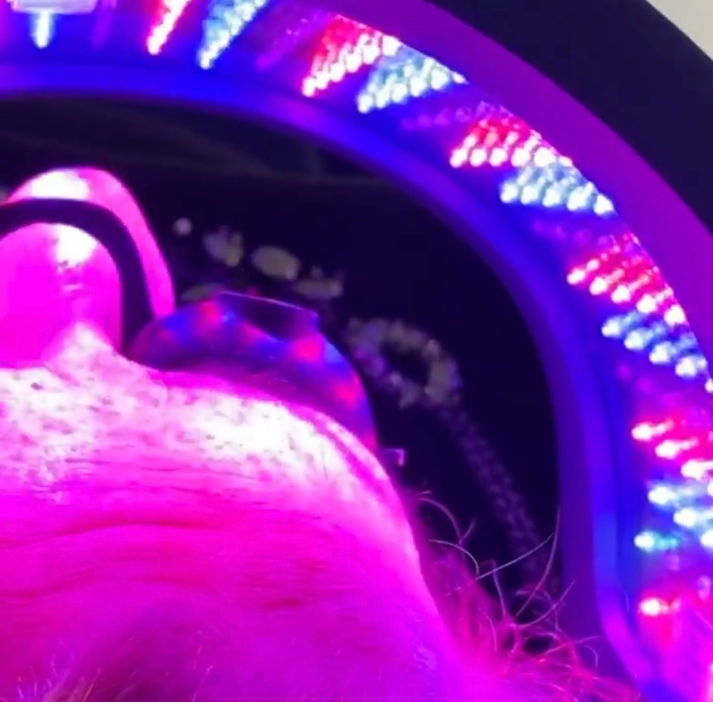 Led Light Therapy