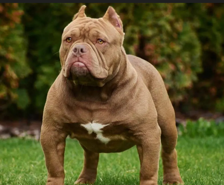 Basic Bath (Medium Dog)