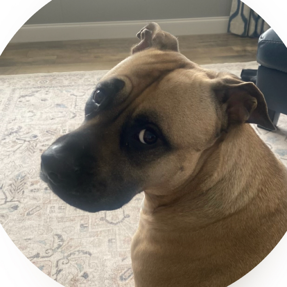 Full Groom| Medium Dog at Paw Spa by Allison in Mt. Carroll, IL