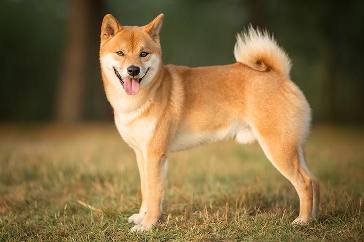 Shiba Inu - Bath & Fluff