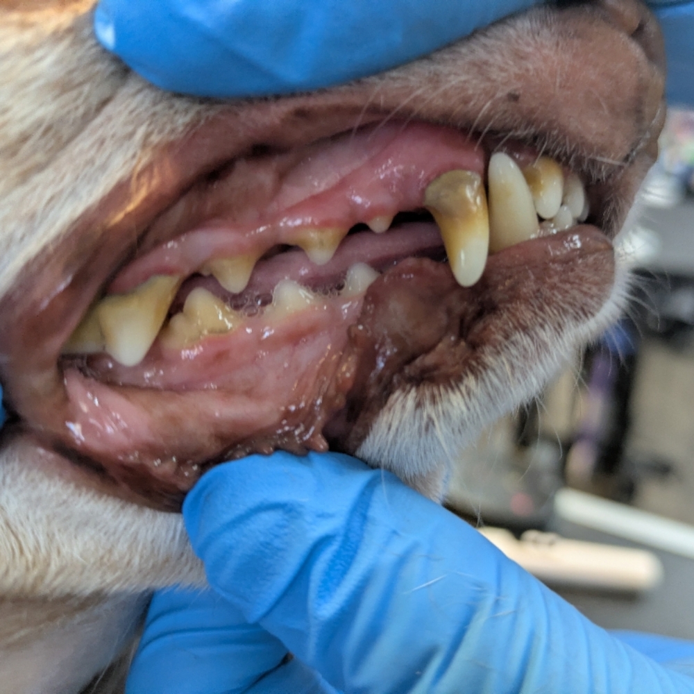 Small Dog Regular Teeth Cleaning at Sparkling Smiles Doggy Dental Cleaning LLC in Tucson, AZ